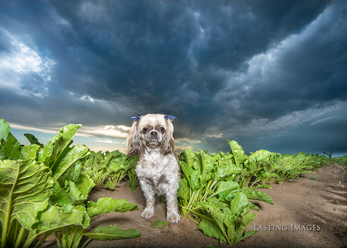 Dog picture of a pet portrait by Lasting Images Photography